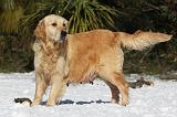 GESTATION - GOLDEN RETRIEVER 002